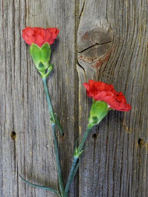 RED MAGIC RED CARNATIONS